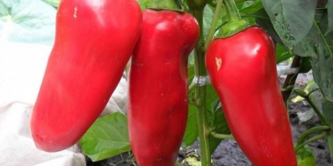 Biber od kravljeg uha